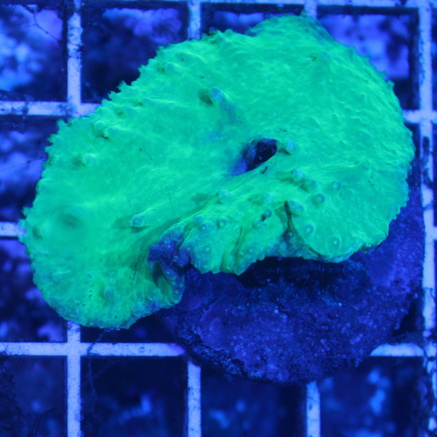 Neon Cabbage Leather Coral