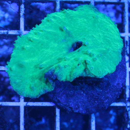 Neon Cabbage Leather Coral