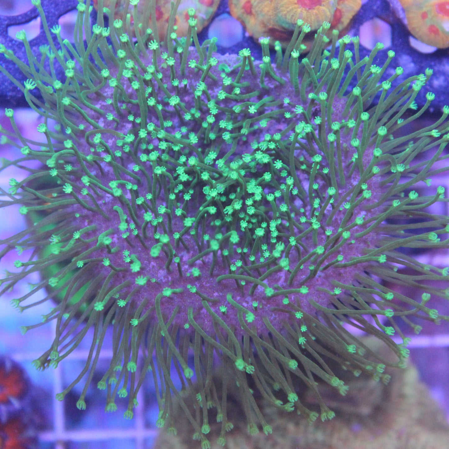 Neon Toadstool