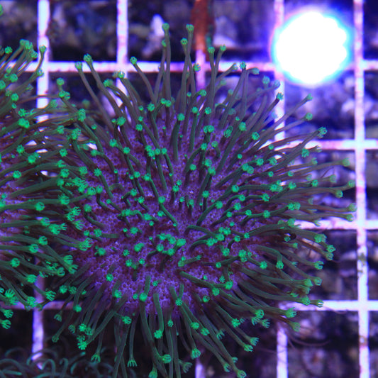 Neon Toadstool