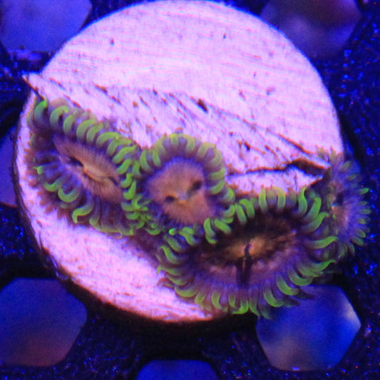 Nirvana Zoa