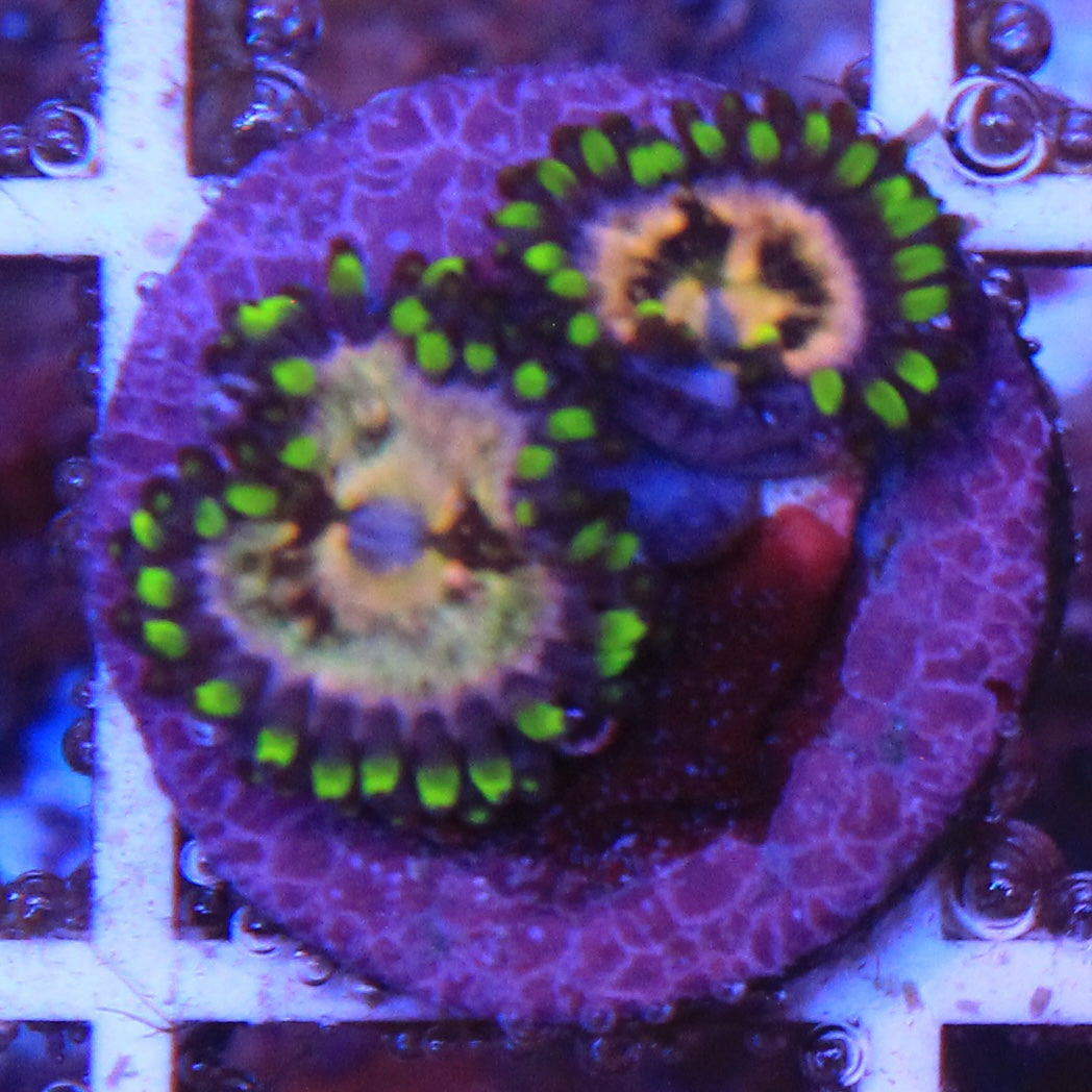 Nirvana Zoa 