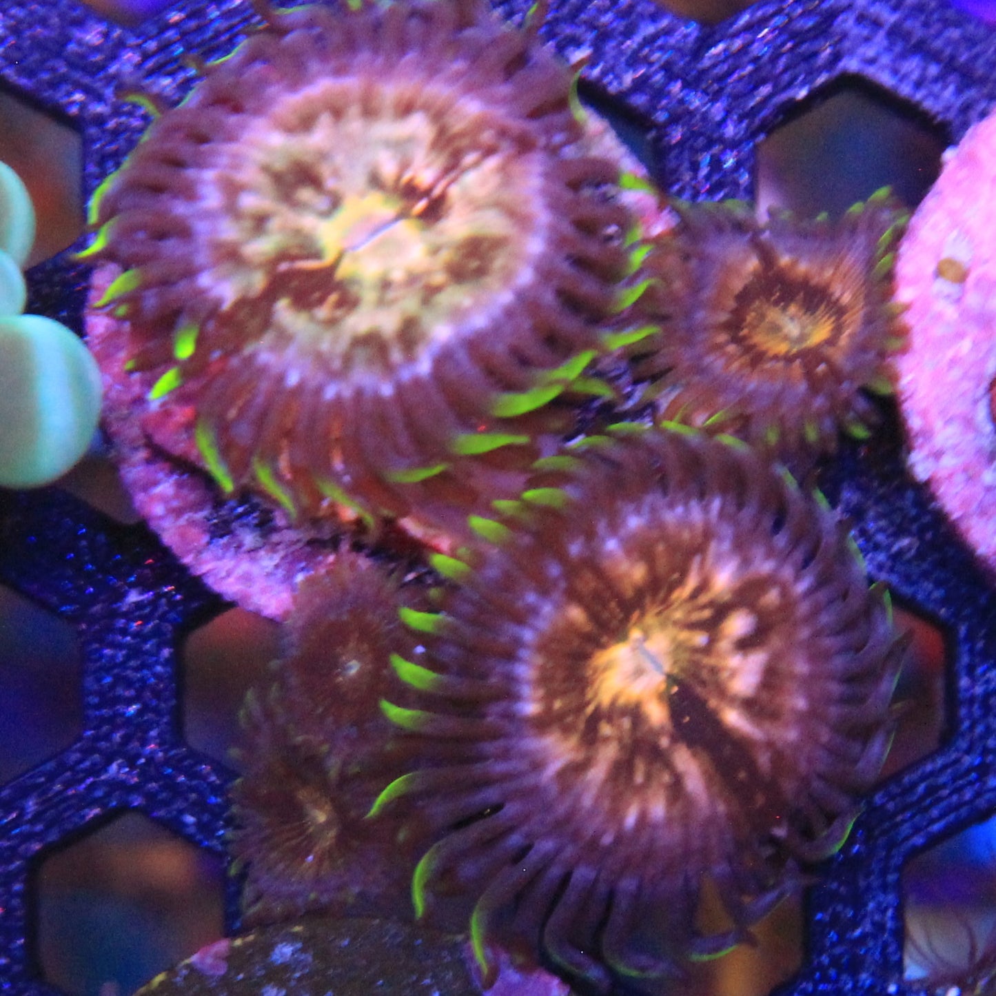 Nirvana Zoa 