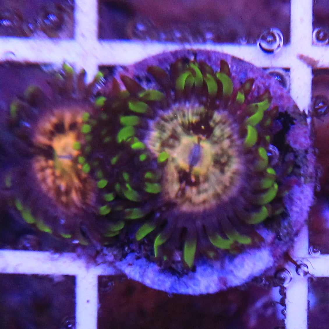 Nirvana Zoa 