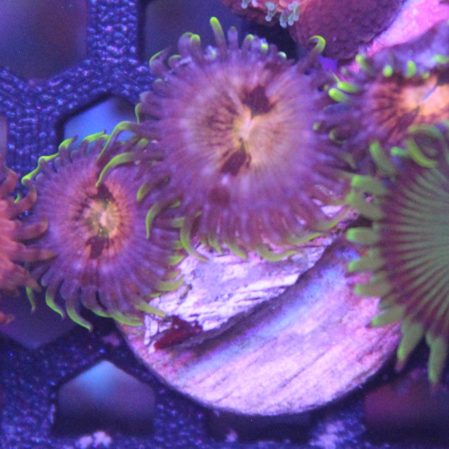 Nirvana Zoa