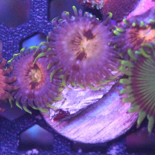 Nirvana Zoa