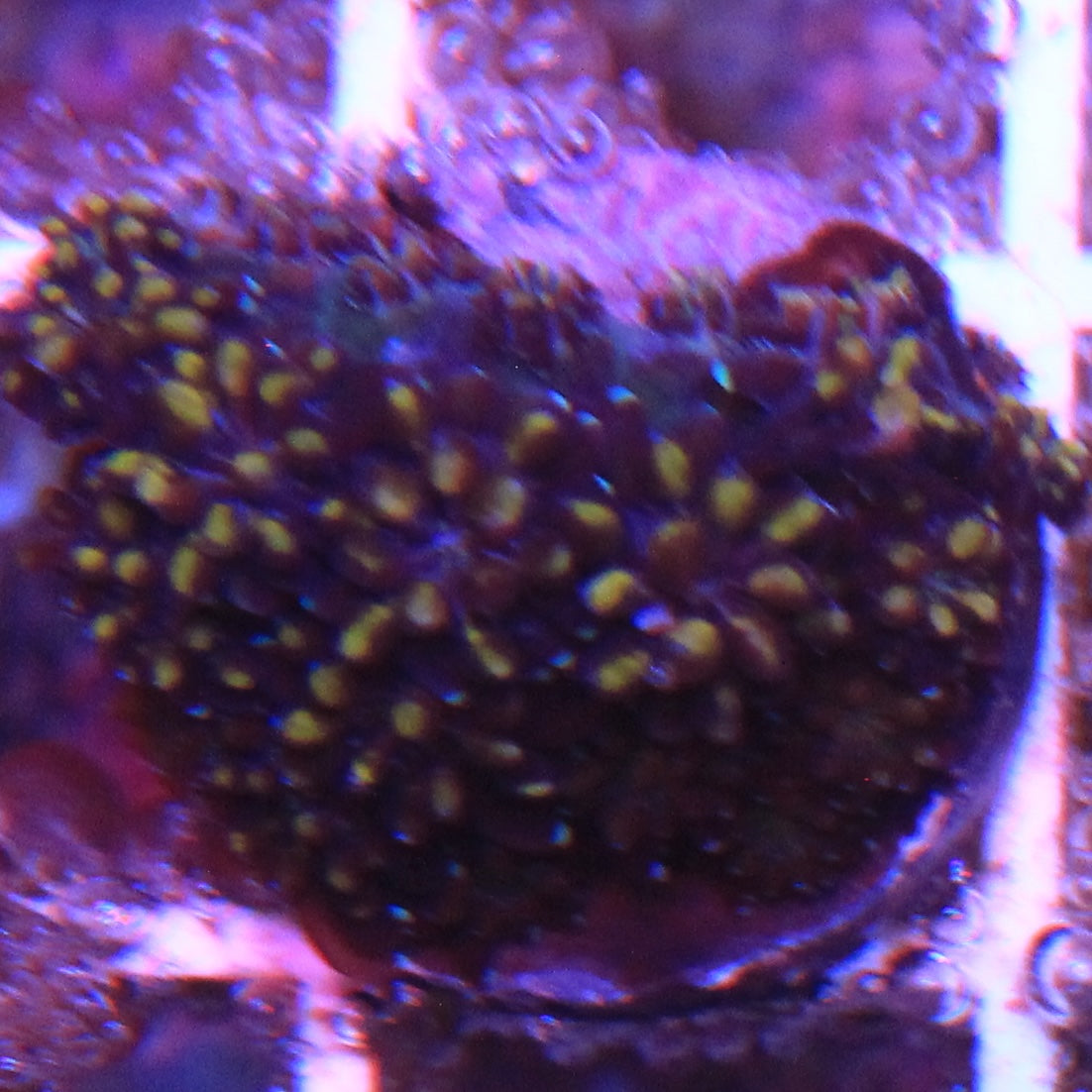 Orange Passion Galaxea