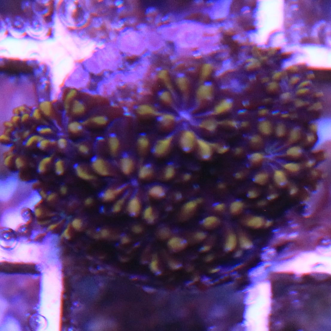 Orange Passion Galaxea