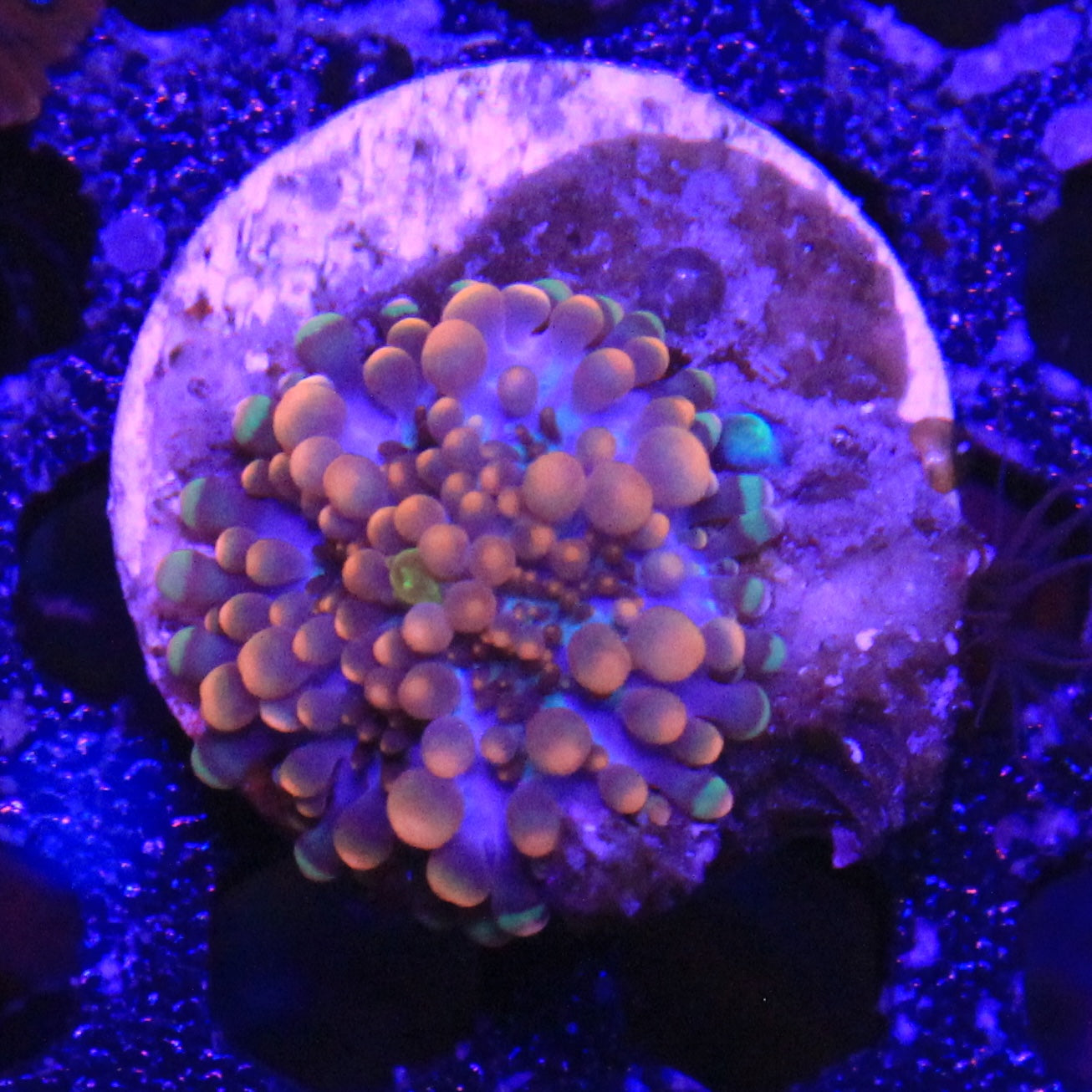 Orange Yuma