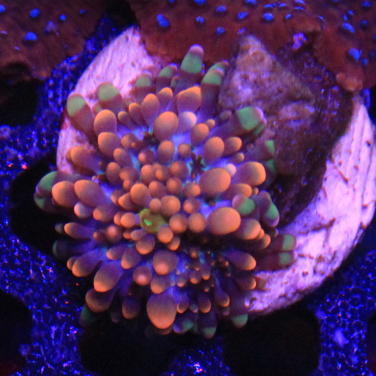 Orange Yuma