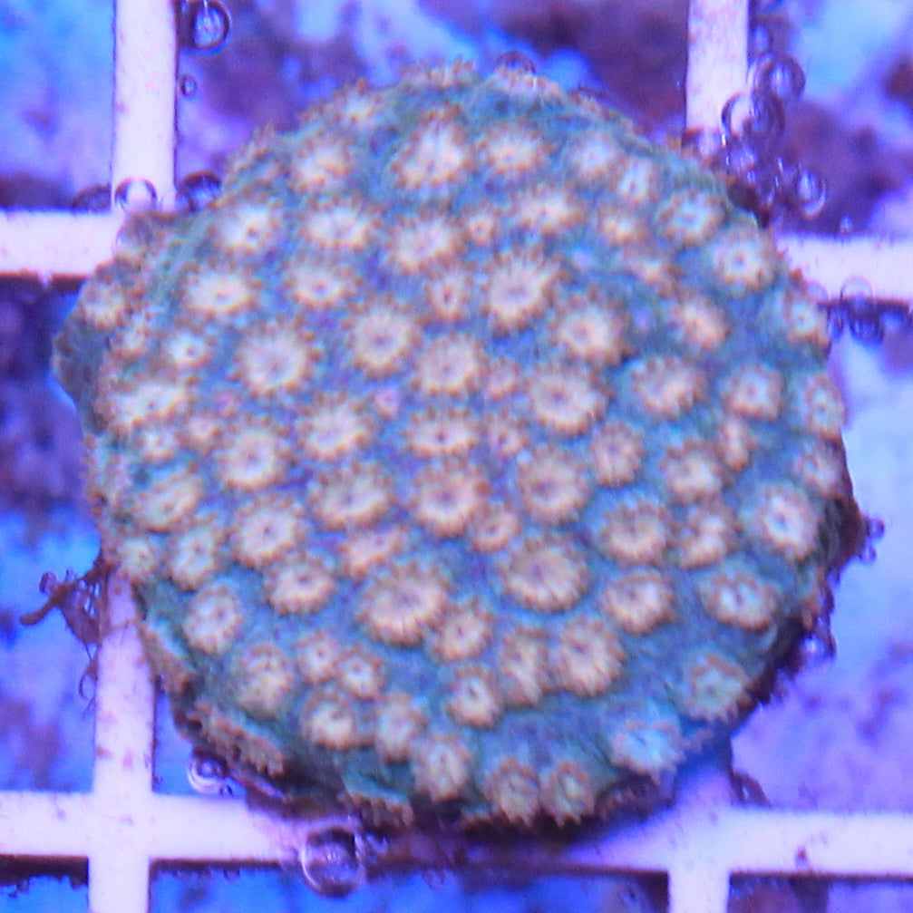 Peachy Keen Cyphastrea