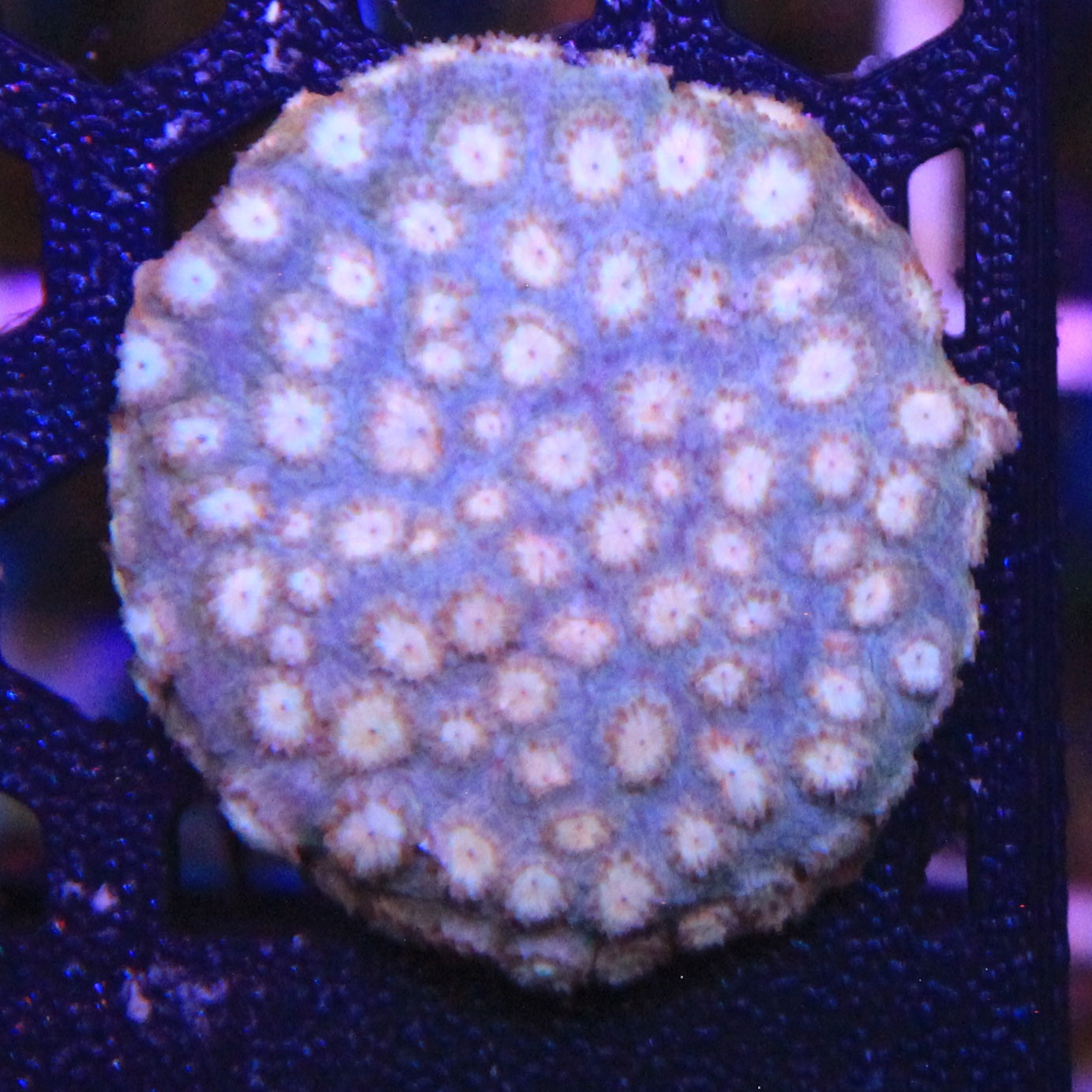Peachy Keen Cyphastrea