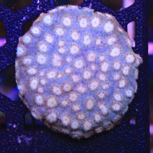 Peachy Keen Cyphastrea