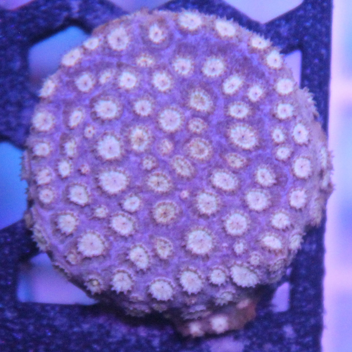 Peechy Keen Cyphastrea