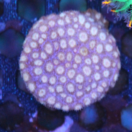 Peechy Keen Cyphastrea
