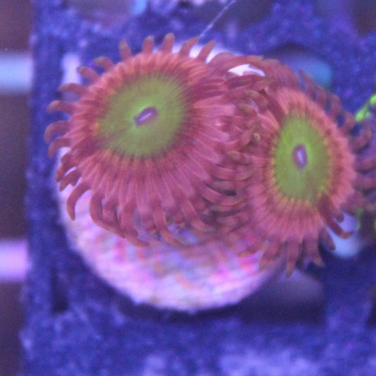 Pink Hippo Zoa