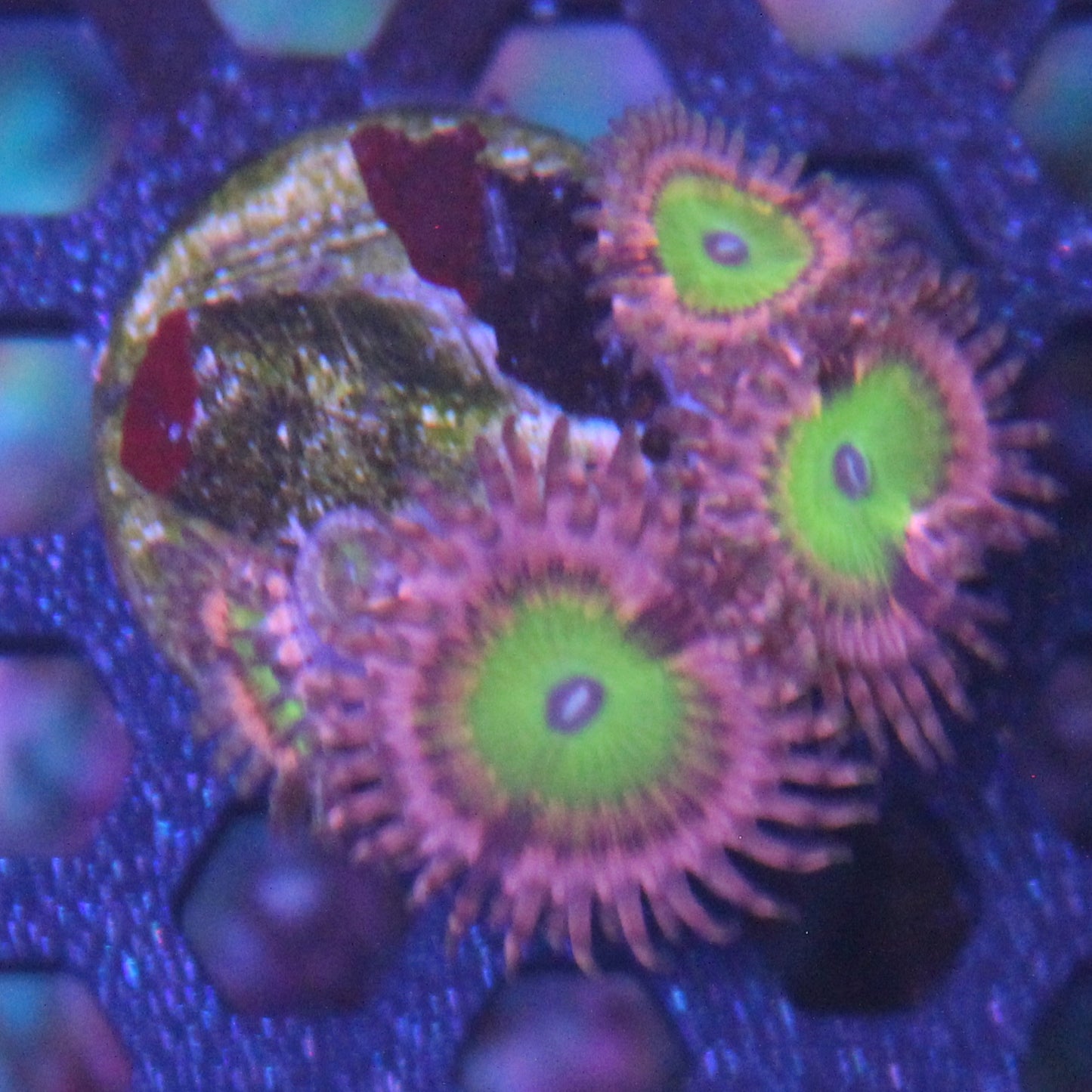 Pink Hippo Zoa