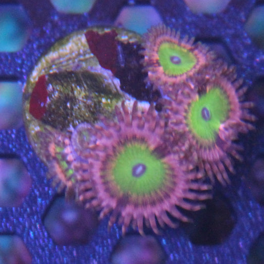 Pink Hippo Zoa