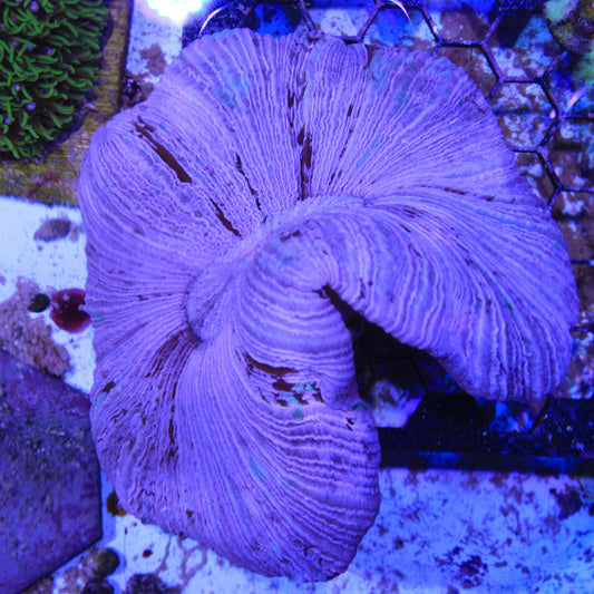 Pink Trachy