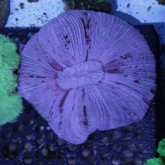 Pink Trachyphyllia