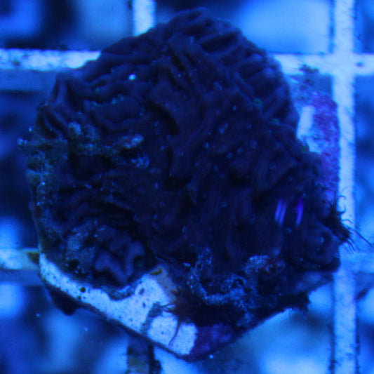 Purple Montipora