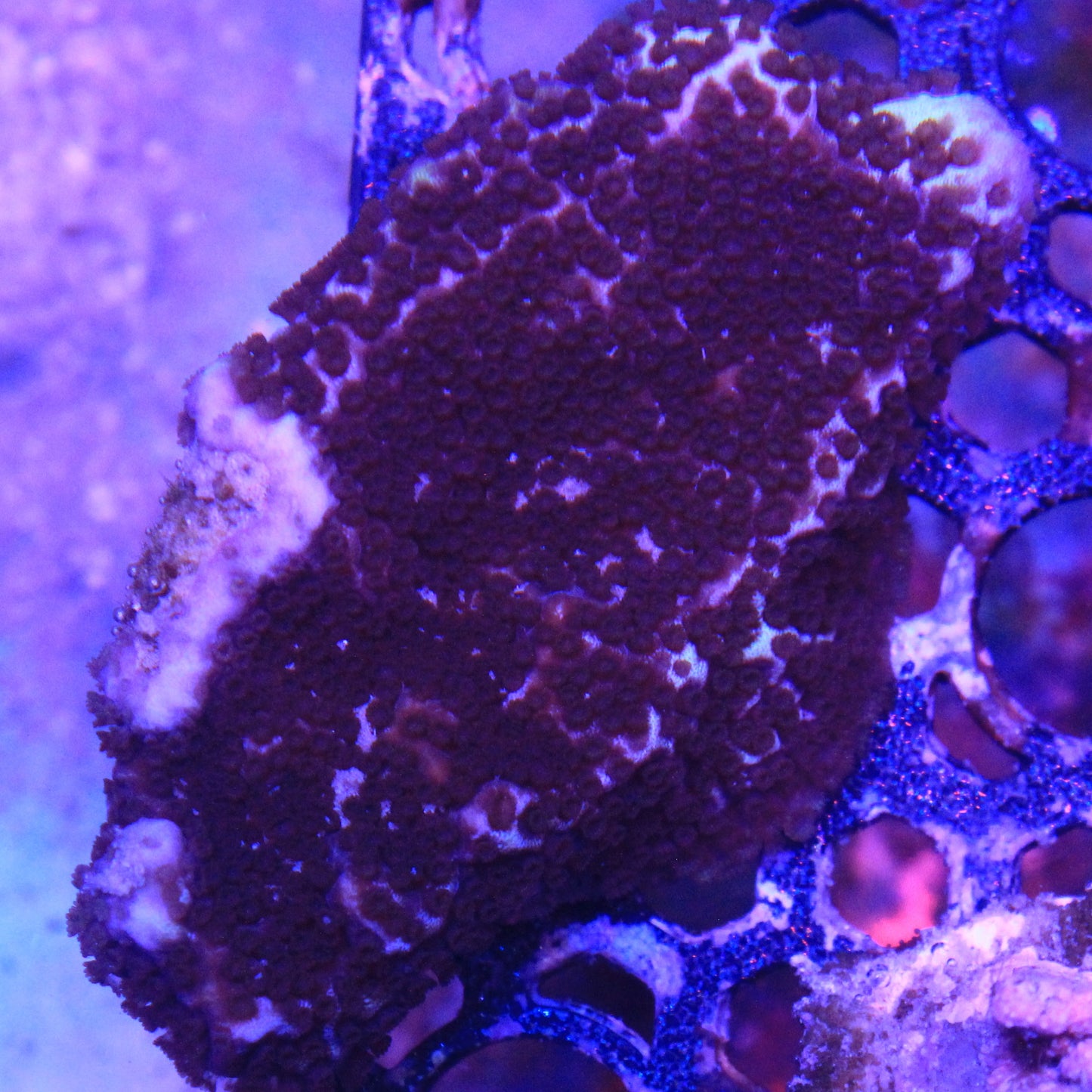 Purple Montipora