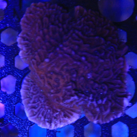 Purple Montipora