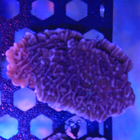 Purple Montipora
