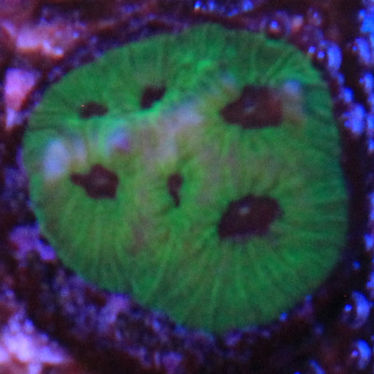 Purple Passion Favia