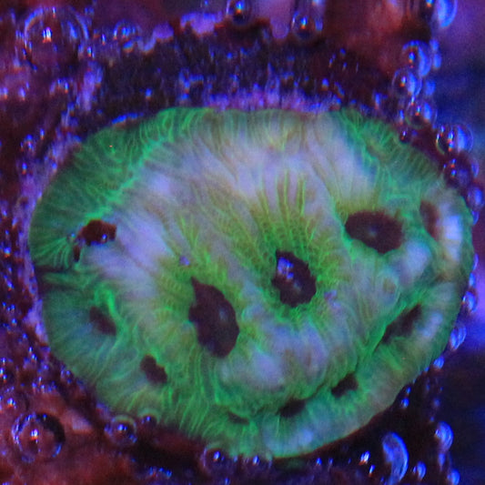 Purple Passion Favia