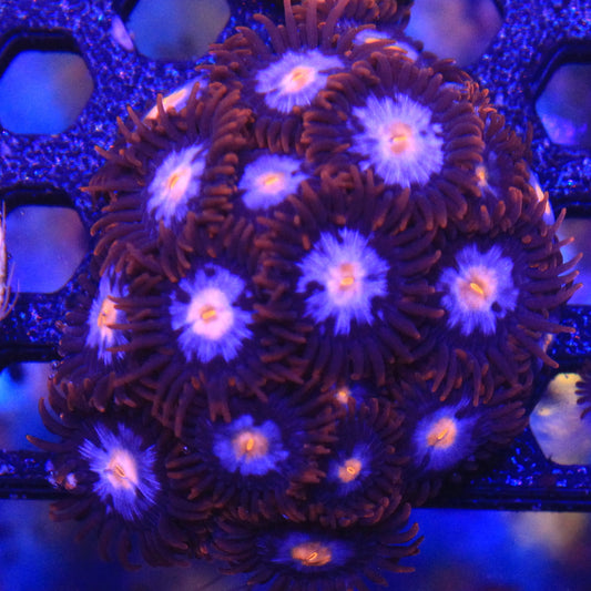 Purple Sky Zoa