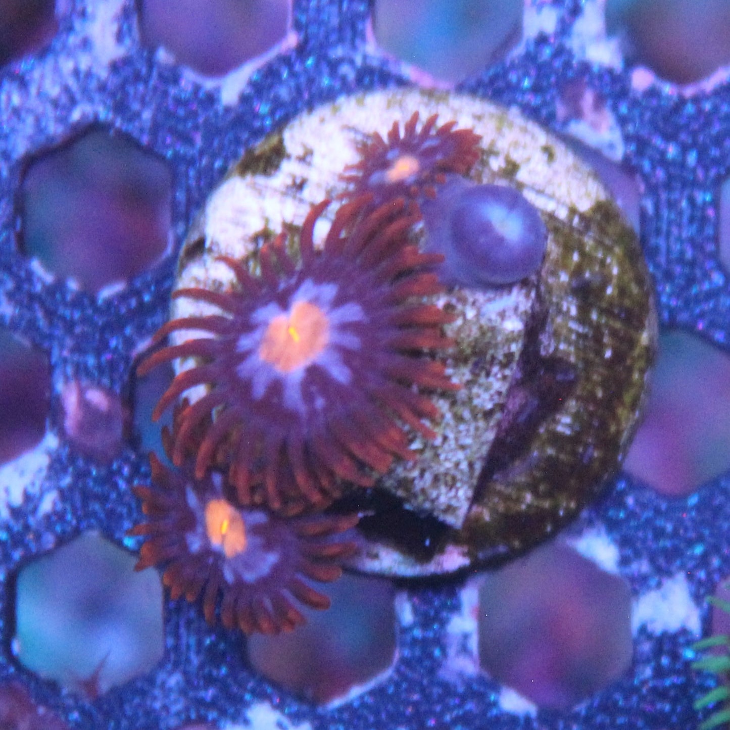 Purple Sky Zoa