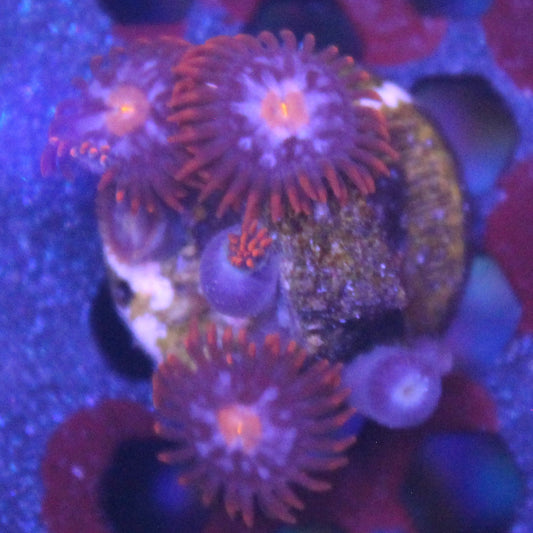 Purple Sky Zoa