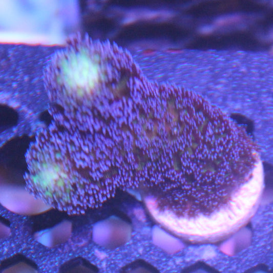 Purple Stylophora