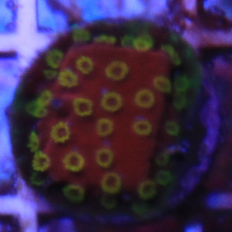 Pyro Blast Cyphastrea