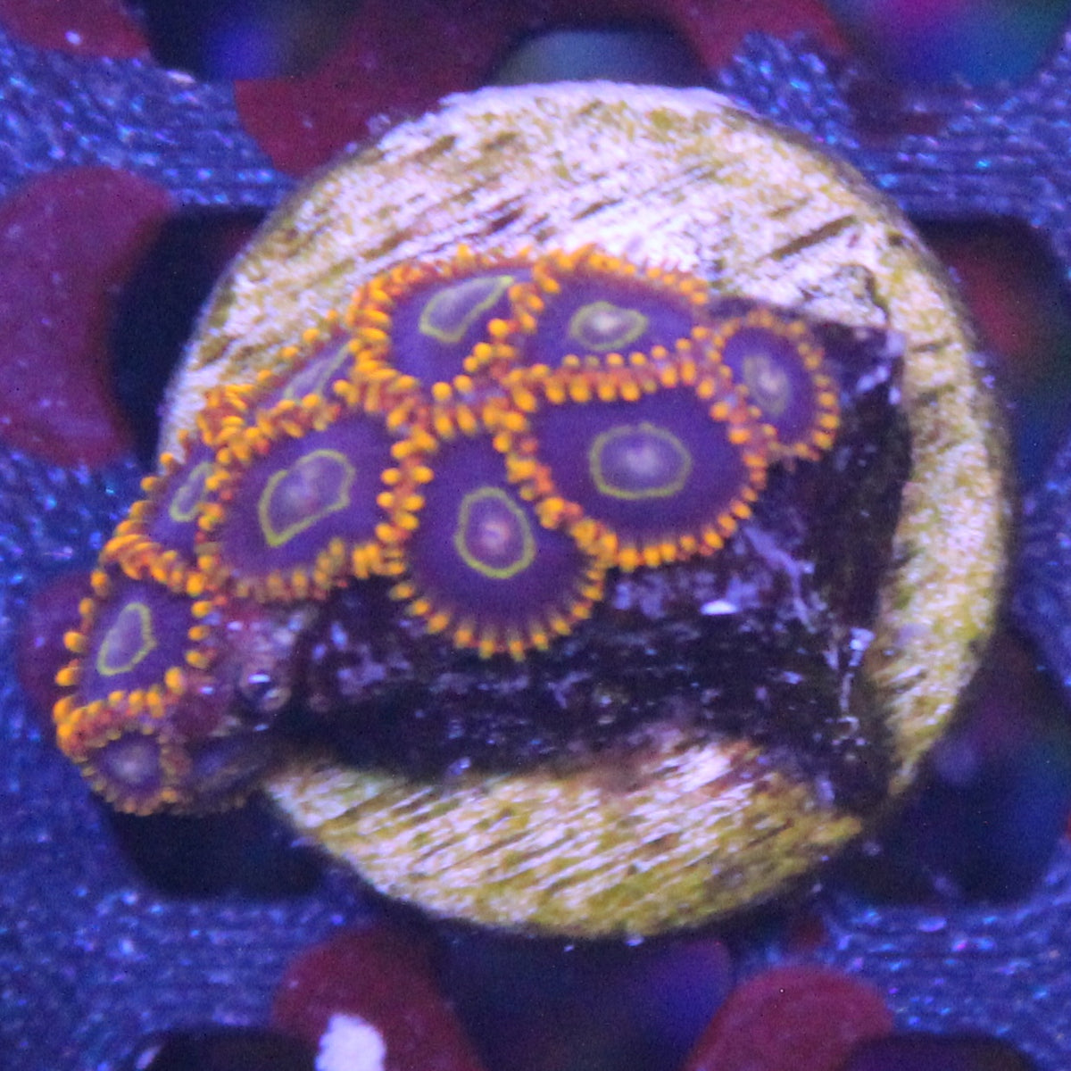 Rainbow Hornet Zoa