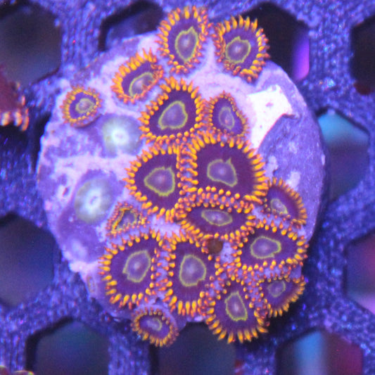 Rainbow Hornet Zoa