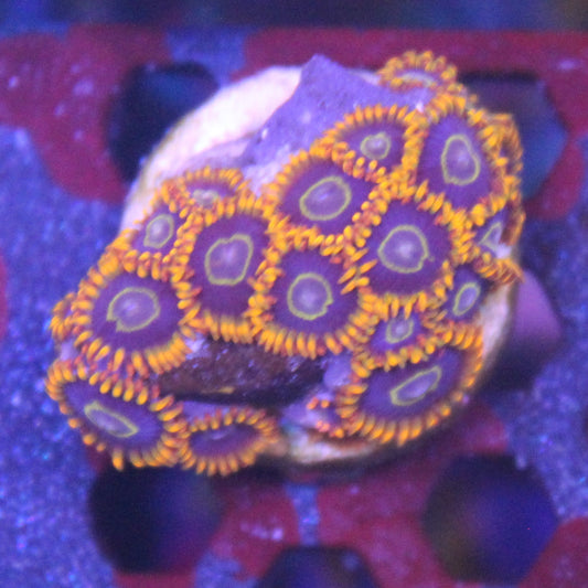 Rainbow Hornet Zoa