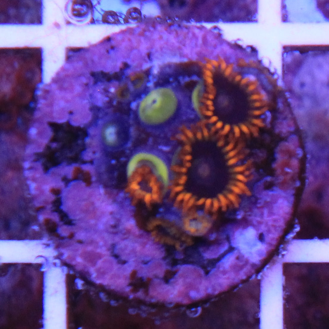 Rainbow Hornet Zoa