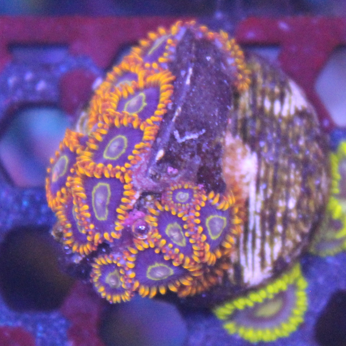 Rainbow Hornet Zoa