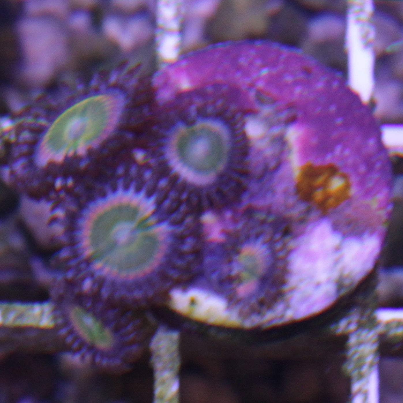 Rainbow Infusion Zoa