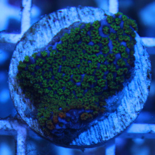 Rainbow Montipora