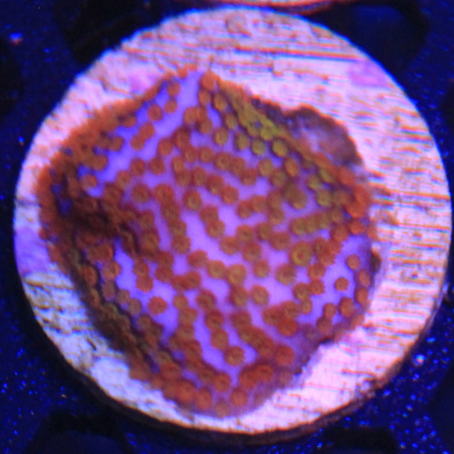 Rainbow Montipora