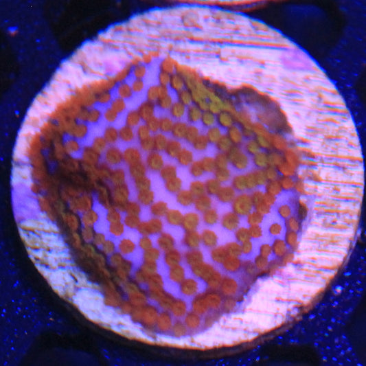 Rainbow Montipora