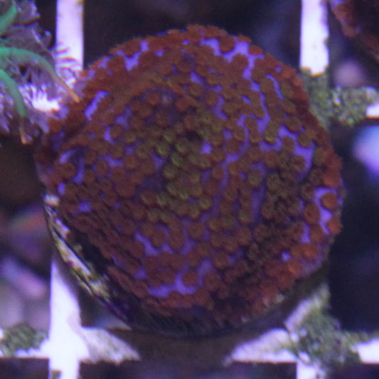 Rainbow Montipora