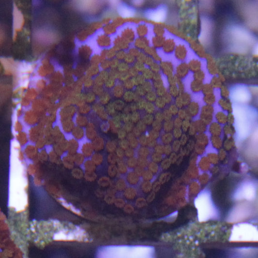 Rainbow Montipora