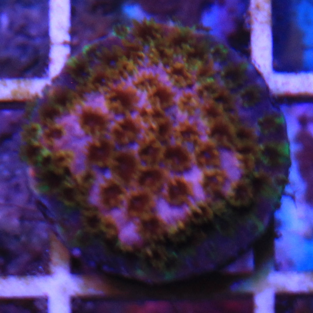 Rainbow Splash Cyphastea