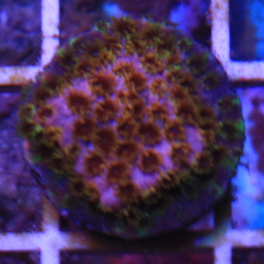 Rainbow Splash Cyphastea