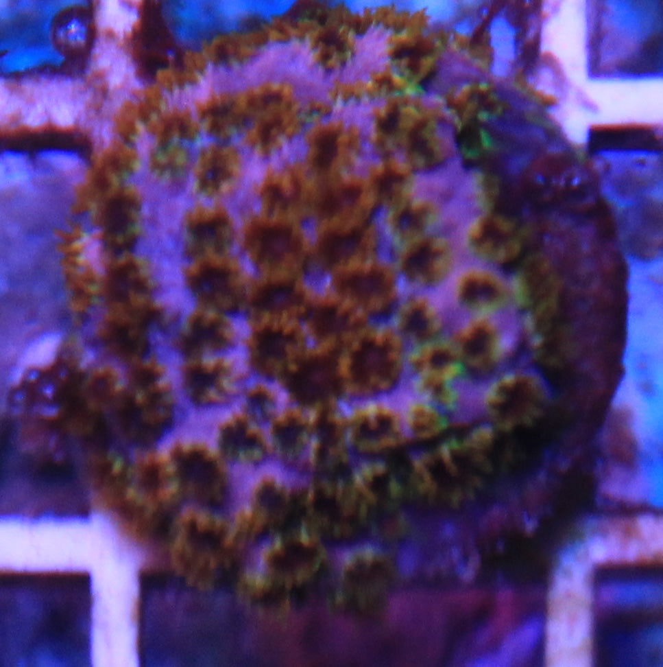 Rainbow Splash Cyphastea