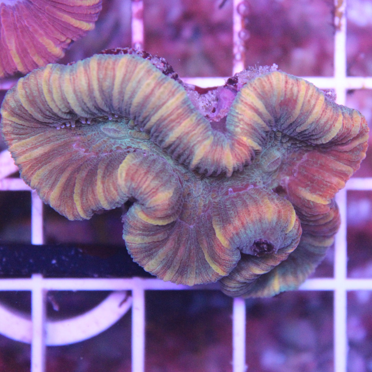 Rainbow Trachy